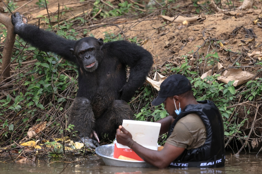 Fabrice Moudoungue prepares to give food to a chimpanzee in the Douala-Edea Natural Park in Marienberg on December 14, 2024. — AFP pic 