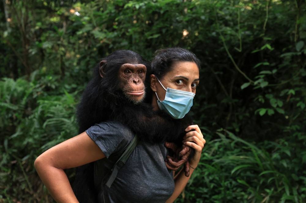 Amandine Lions, a volunteer at the Papaye International association, carries Tchossa, a young orphaned chimpanzee aged between three and four years old, on her back during their daily walk in the forest in the Douala-Edea Natural Park in Marienberg on December 15, 2024. — AFP pic 