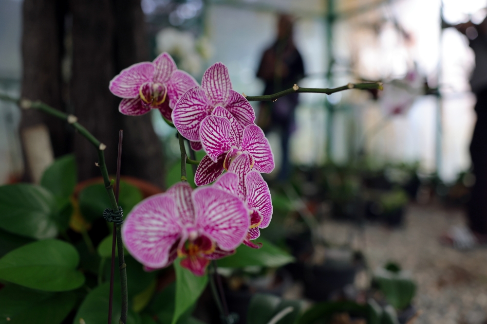 The park showcases over 11 species of vibrant orchids, including Vanda, Mokara, Aranda, Arachnis, and Oncidium. — Bernama pic