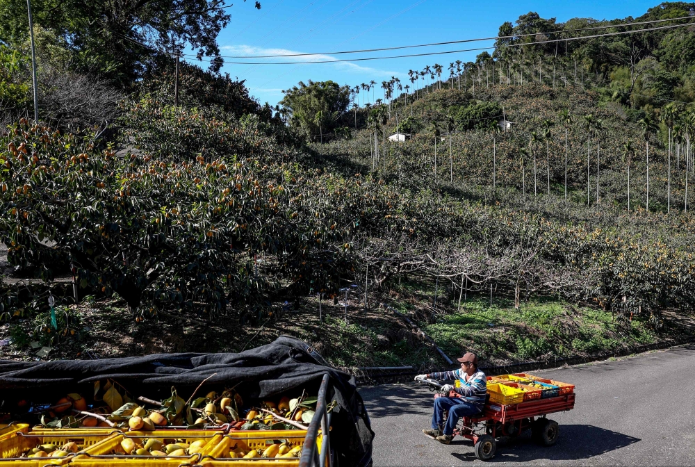 Taiwanese farmer Lo Chih-neng drives a tractor loaded with plastic crates of persimmons harvested at his farm in Dongshi district, Taichung City. — AFP pic