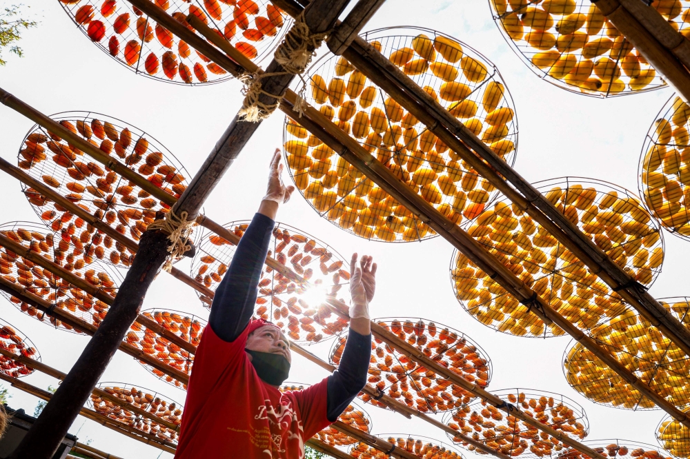 A worker places racks of peeled persimmons to dry at Weiweijia persimmon farm in Xinpu. — AFP pic