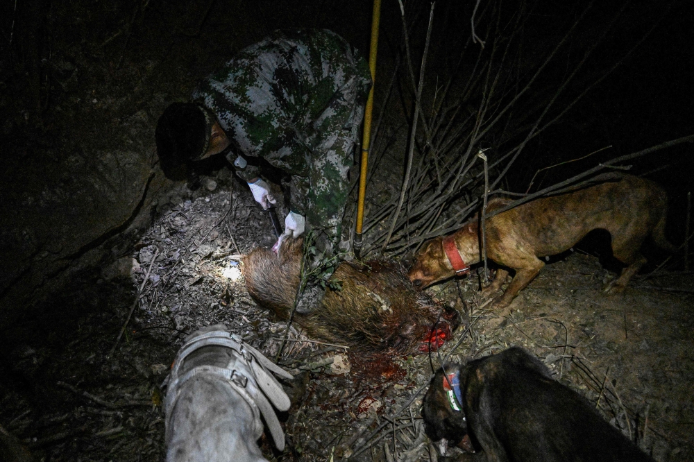 This photo taken on December 14, 2024 shows hunter Liu Qi cutting wild boar meat to feed hunting dogs during a nighttime wild boar hunt in Weinan, in northern China's Shaanxi province. — AFP pic