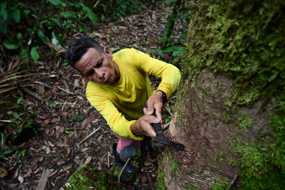 The recent revival of the rubber tapper trade in this impoverished northern Brazilian region has reignited a sustainable economy and provided jobs for families who once thrived during the Amazonian rubber boom, which collapsed in the late 20th century. — AFP pic