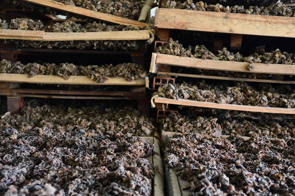 Piles of rubber waiting to be processed are pictured at the Seringo factory, where all the raw material for the production of rubber footwear is made, near Castanhal city, Para state, Brazil on December 10, 2024. — AFP pic