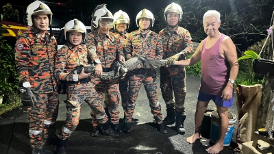 Baby croc traps itself in house drain, Batu Niah Bomba to the rescue at dawn