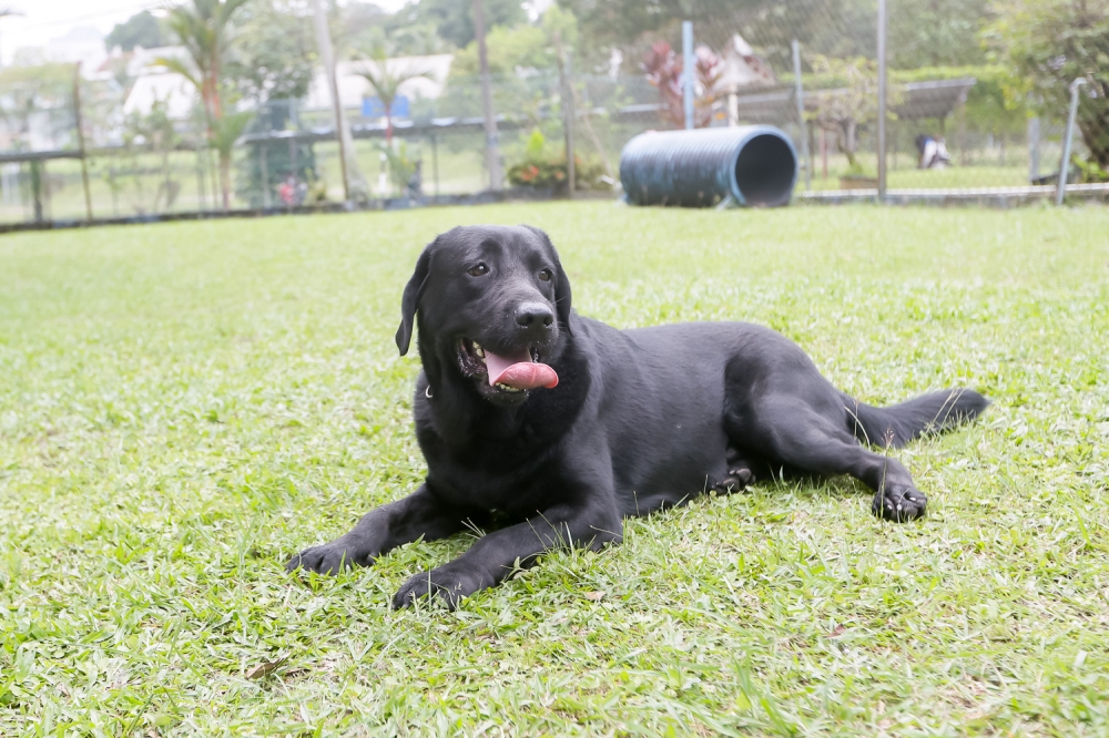 At just one-year-old, Noble has already been registered as a government asset by the Ministry of Home Affairs and is now stationed at the Police Training Centre (Pulapol) in Kuala Lumpur. — Picture by Raymond Manuel