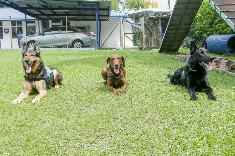 Canine officers ready to save the day: From left, Winner, a general purpose dog, Reed, a narcotics specialist and Rick, the K9 Unit's general purpose and cadaver search dog.— Picture by Raymond Manuel