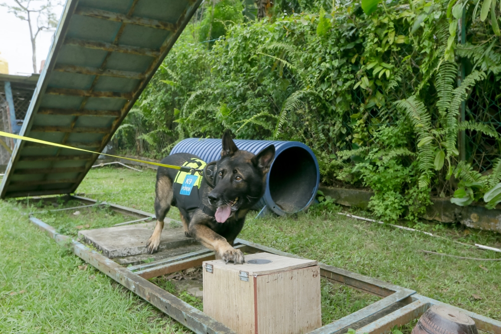 Chips, a cadaver search dog, demonstrates his skills during a training session. — Picture by Raymond Manuel