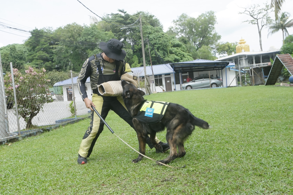 General purpose and cadaver search specialist, Lucky, in action during his training. — Picture by Raymond Manuel