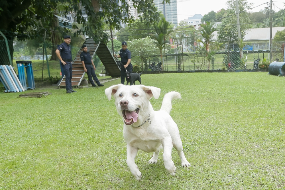 Teddy, a narcotics search dog, enjoying his playtime after training. — Picture by Raymond Manuel