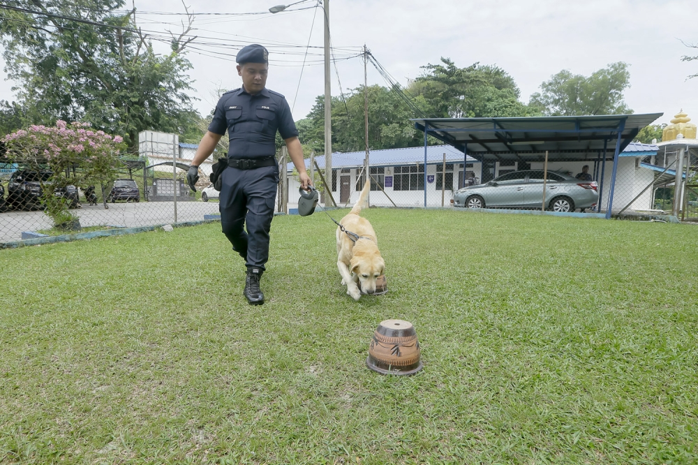 Blueboy, an explosives and weapons search dog from the K9 unit, undergoes training during a security exercise. — Picture by Raymond Manuel