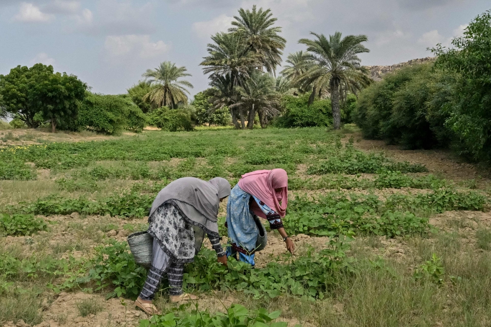 Aneesa Haroon (left) and Zulekha Mahmood working at a field after finishing school in Abdullah Goth village on the outskirts of Karachi November 13, 2024. — AFP pic