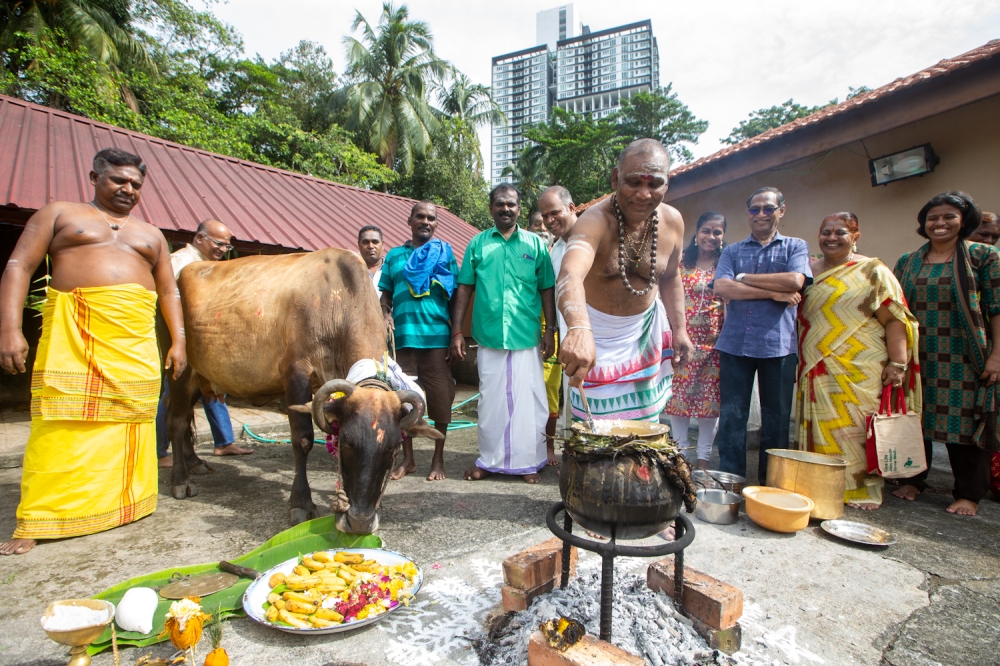 Sri Thandayuthapani Temple chief priest Manimanan Muniandy (centre) cooks the pongal dish during Maatu Pongal celebrations at the temple’s cowshed on January 16, 2024. — Picture by Raymond Manuel