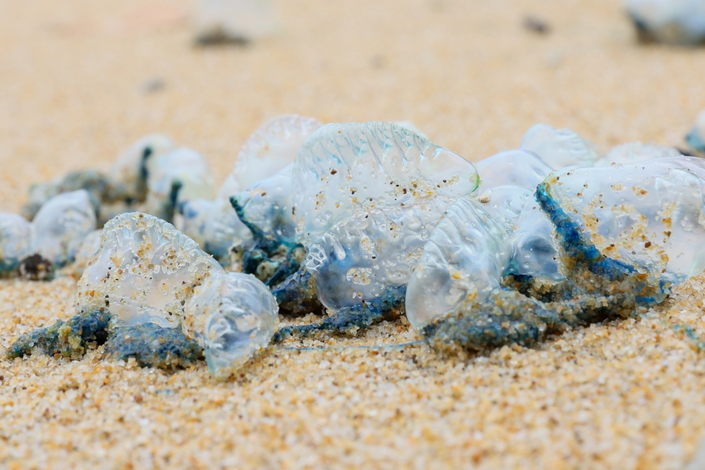 The public has been advised to be wary of the presence of hundreds of jellyfish or Portuguese Man of War which have washed ashore at Pantai Rhu Muda January 12, 2025. — Bernama pic