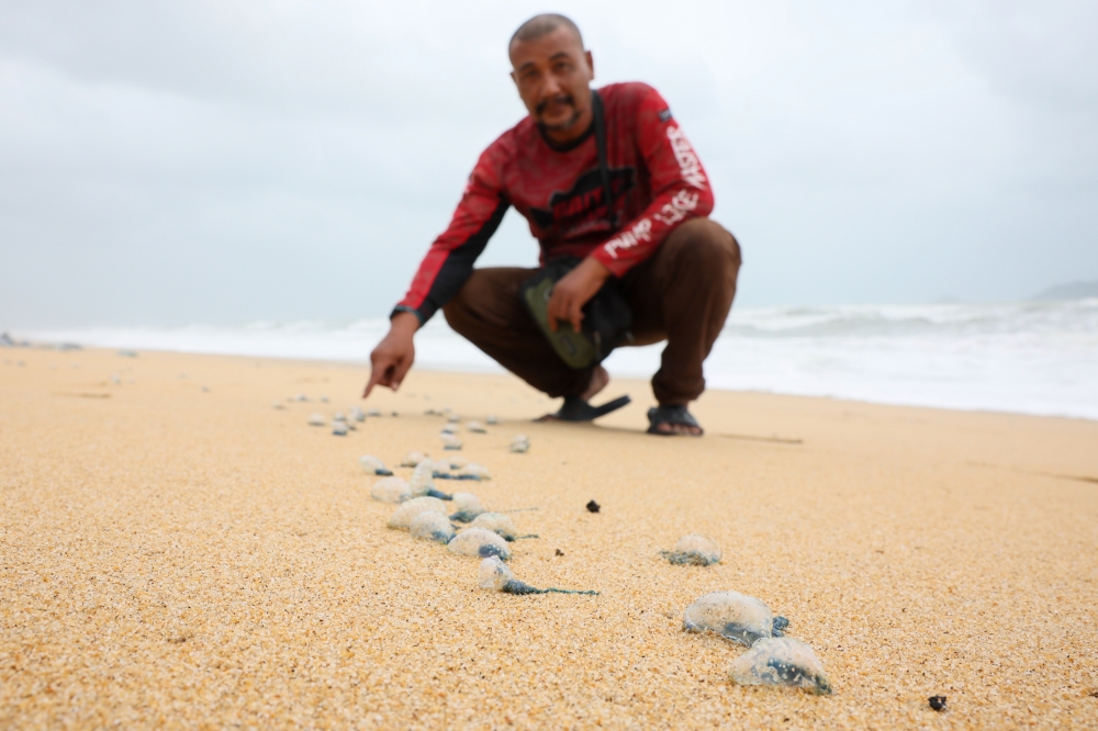 Kampung Baru Rhu Muda resident Ahmad Kamarozaman Sulung shows the Portuguese Man of War stranded on the beach behind his house in Kampung Rhu Muda January 12, 2025. — Bernama pic