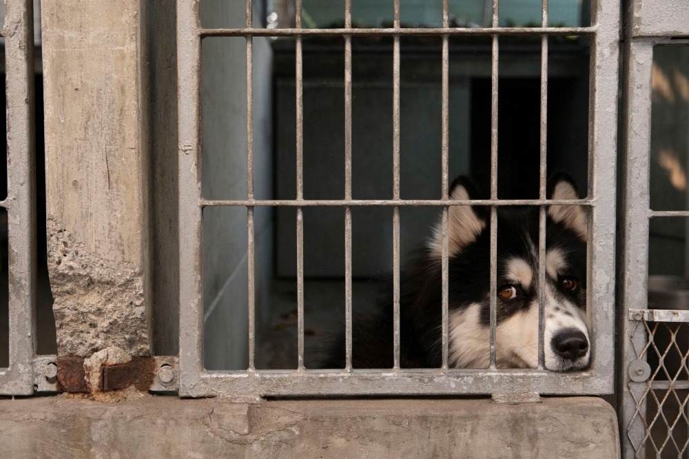 A dog looks on at the Pasadena Humane Society after owners were evacuated due to the Eaton Fire, in Pasadena, January 8, 2025. — Reuters pic