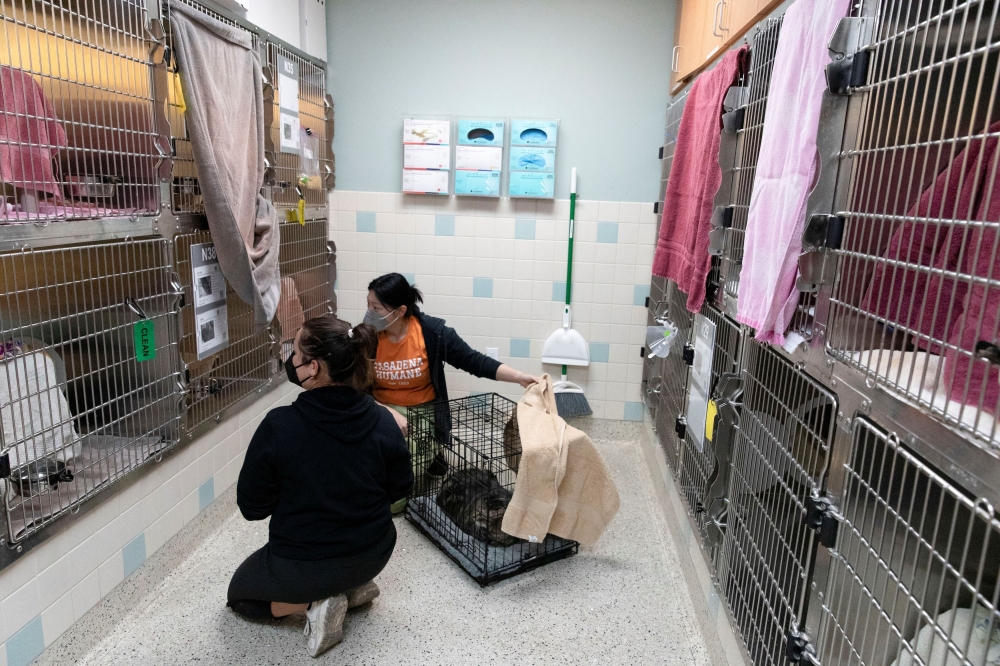 Staff at the Pasadena Humane Society work to provide shelter for pets of residents evacuated due to Eaton Fire, in Pasadena, January 8, 2025. — Reuters pic