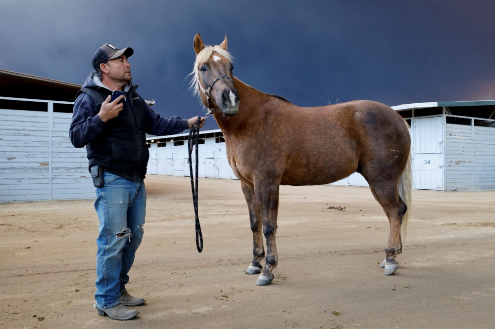 Francisco Flores holds a horse that was transferred from Pasadena, as large animals are evacuated from a number of wildfires, at the Los Angeles Equestrian Centre in Burbank January 8, 2025. — Reuters pic