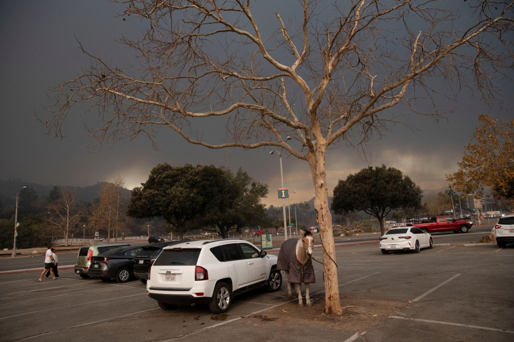 Nash, a horse owned by Altadena residents, is tied to a tree, as powerful winds fueling devastating wildfires in the Los Angeles area forced people to evacuate, in Pasadena, January 8, 2025. — Reuters pic