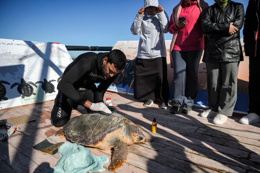 Marine specialists treat a sea turtle on a care barge in Tunisia’s Kerkennah Island, the only one in the Mediterranean, December 18, 2024. — AFP pic