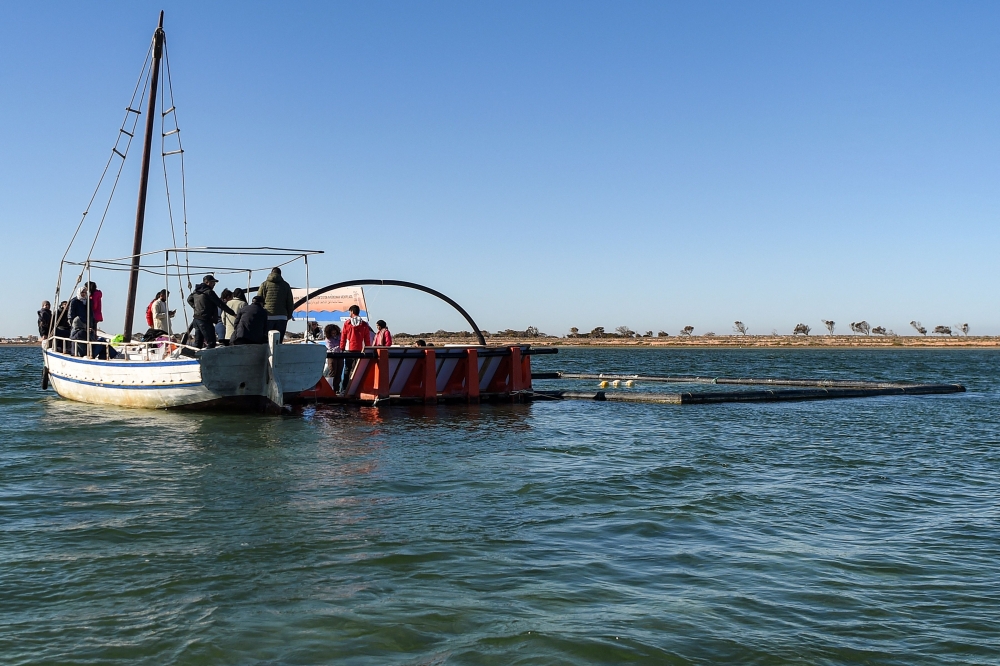 Marine specialists treat a sea turtle on a care barge in Tunisia’s Kerkennah Island December 18, 2024. — AFP pic