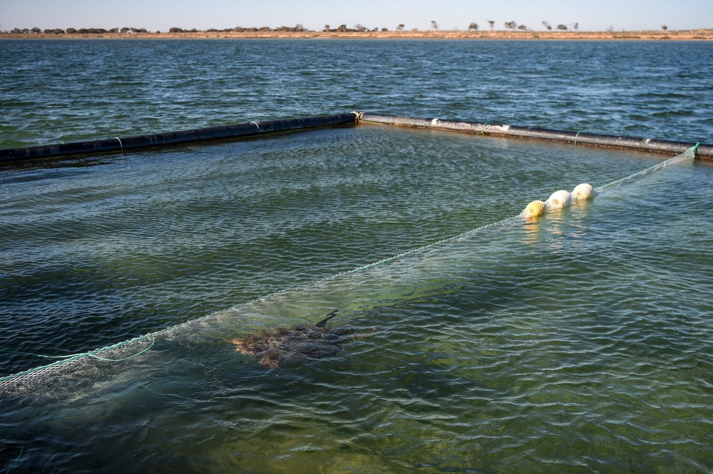 Harbouring netted enclosures underwater, the barge is used to treat injured loggerhead turtles, allowing the threatened species to receive care in saltwater, its natural habitat, and is the first floating rehabilitation centre for the species in the Mediterranean, organisers of the UN-funded project said. — AFP pic