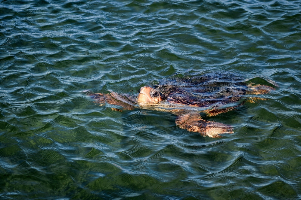 A sea turtle recovers on a care barge in Tunisia’s Kerkennah Island, the only one in the Mediterranean, December 18, 2024. — AFP pic