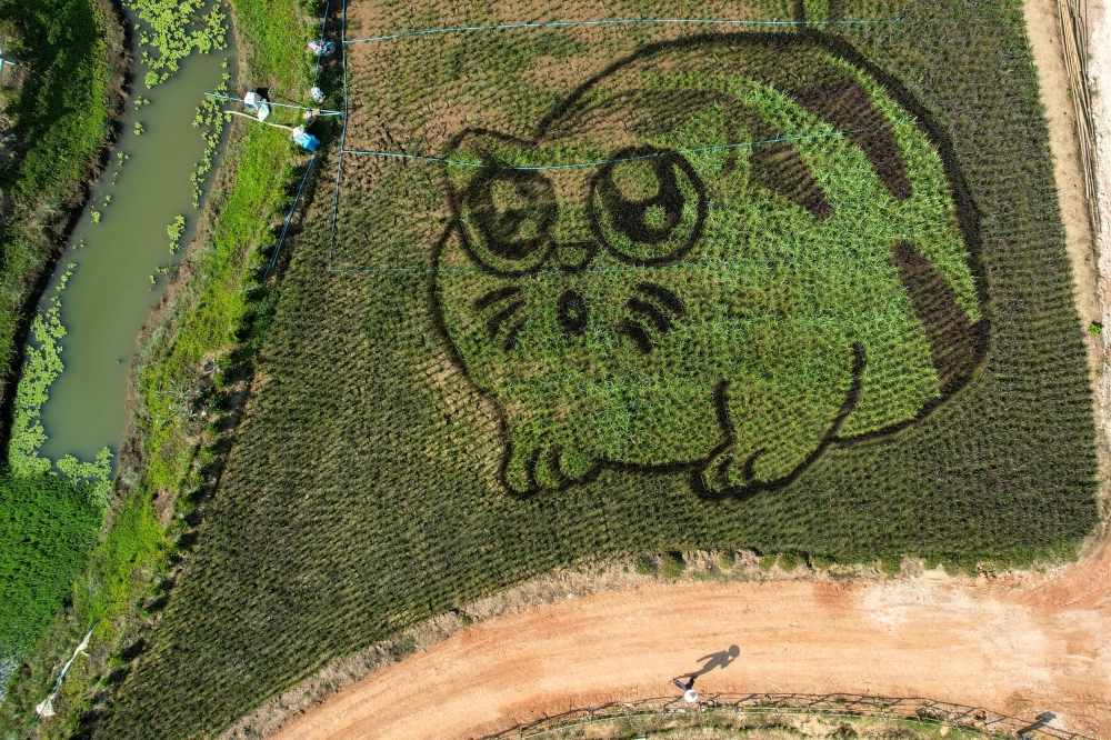 A lively cat image created by Tanyapong Jaikham, a Thai farmer and artist, is seen in rice fields in Chiang Rai province, north of Thailand, December 16, 2024. — Reuters pic