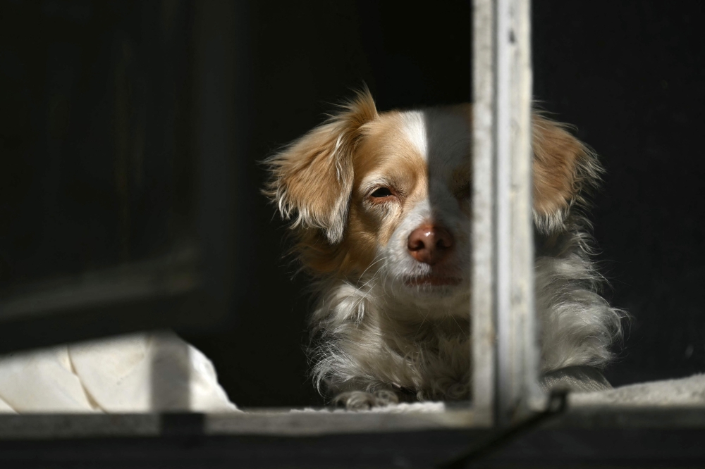 Jeff Ridgway's dog Abby is pictured in the Pacific Palisades neighborhood of Los Angeles, California, on January 13, 2025. — AFP pic