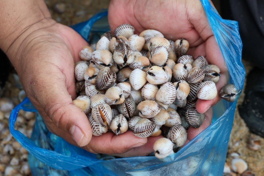 A view of the cockles that were washed ashore following large waves that hit Sura Beach January 15, 2025. — Bernama pic