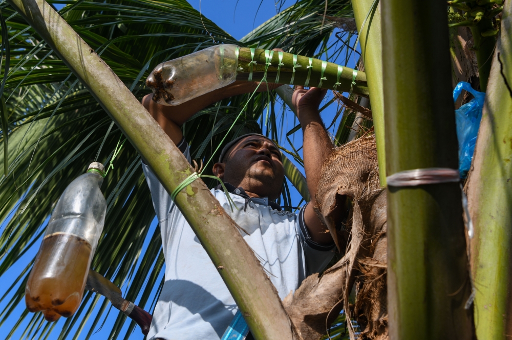 Called 'tuak' in the East Coast, palm sap can either be drank or made into palm sugar. — Bernama pic