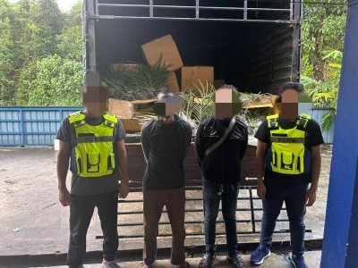 In Tanah Merah, GOF intercepts almost RM1m worth of ornamental plants smuggled from Thailand 