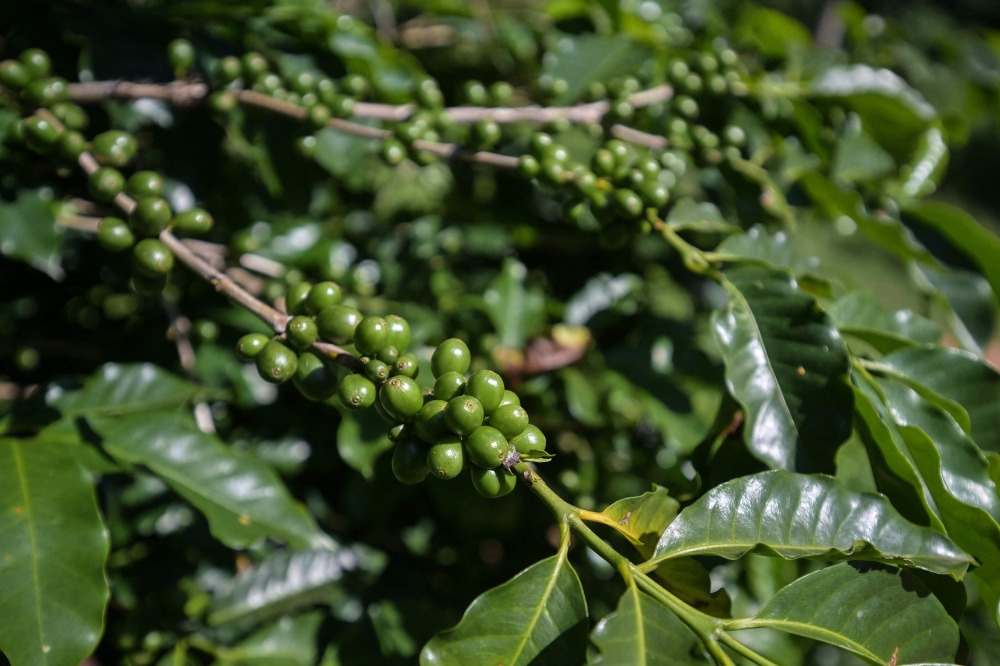 View of an organic coffee plant in Divinolandia, some 270 km northeast of Sao Paulo, Brazil, on January 10, 2025. In Tokyo, Paris or New York, drinking coffee is becoming increasingly expensive as the rising heat and drought are severely affecting the coffee plantations of Brazil, the world's largest producer. — AFP pic