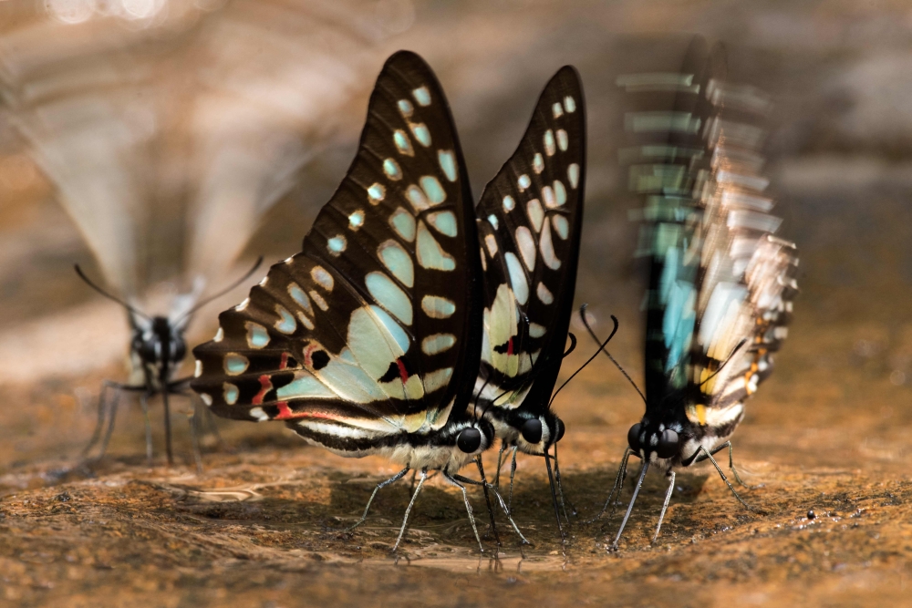 Common jay butterflies in Cambodia’s Virachey National Park. A years-long survey of a Cambodian national park has revealed endangered species never before recorded in the country, highlighting the need for greater conservation efforts, environmentalists said January 22. — Fauna and Flora/Jeremy Holden handout pic via AFP 