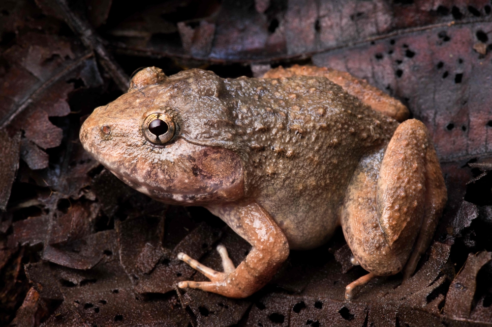 An Annam wart frog in Cambodia’s Virachey National Park. — Fauna and Flora/Jeremy Holden handout pic via AFP 