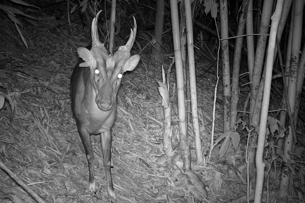 A camera trap image of a giant muntjac in Cambodia’s Virachey National Park. — Fauna and Flora/Jeremy Holden handout pic via AFP 