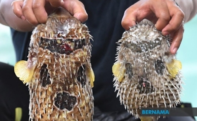 Sabah mulls pufferfish sales ban after recent cases of poisoning, says state minister