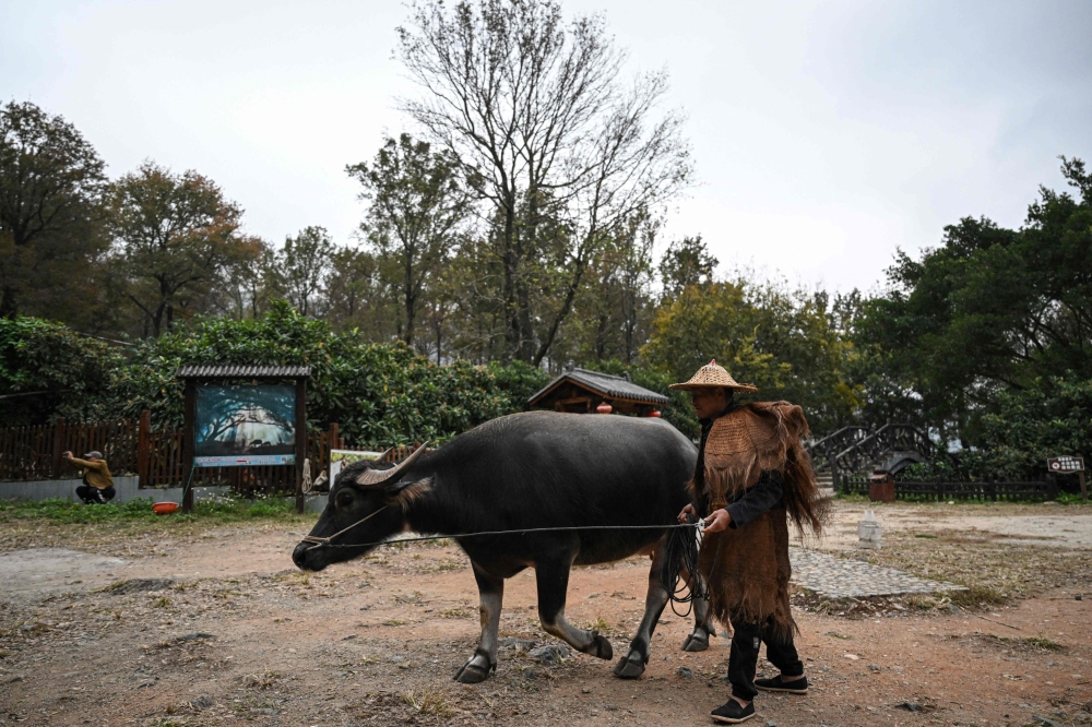 This photo taken on December 11, 2024 shows Chen Weizuo walking with his buffalo in Xiapu. — AFP pic