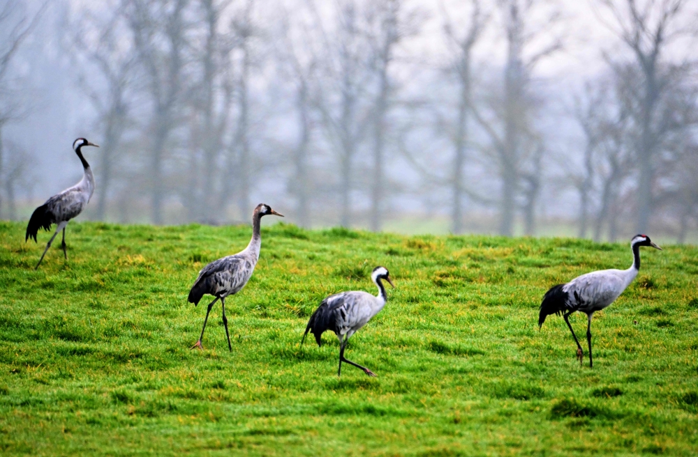 Common cranes walk in a field near Lac du Der near Giffaumont-Champaubert. — AFP pic