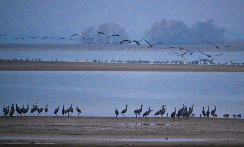 Common cranes gather at Lac du Der. — AFP pic