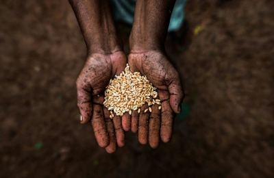 Why farmers oppose the Crop Seed Quality Bill and see seed-sharing as key to food security