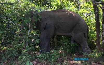 Perak Perhilitan launches hunt for wild elephant herd after rampage in Kampung Orang Asli Talang