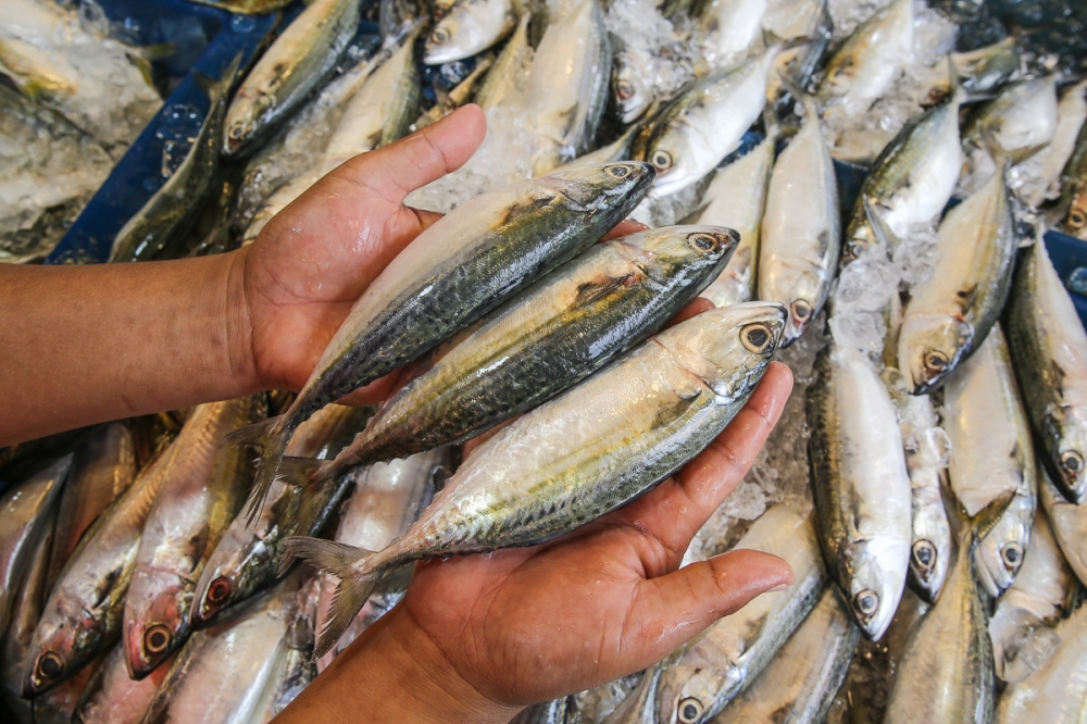 From ‘no-catch’ zones to man-made reefs: Putrajaya’s big plans to save Malaysia’s dwindling fishes