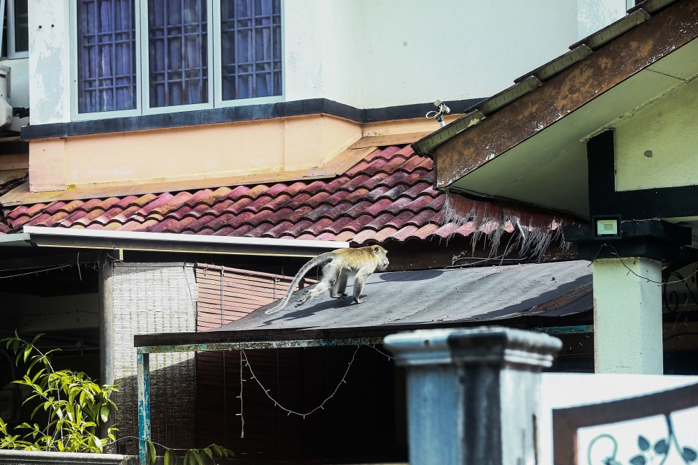 As it's easier for macaques to find food at residential areas nowadays, it has left them with more ample time on their hands. — Picture by Sayuti Zainudin