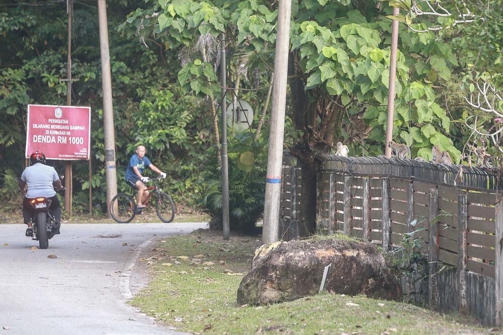 Some macaques seen travelling through residential areas in Taman Melawati in Kuala Lumpur. — Picture by Sayuti Zainudin