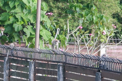 Rising monkey encounters in Malaysian neighbourhoods: What’s behind it and how to respond humanely