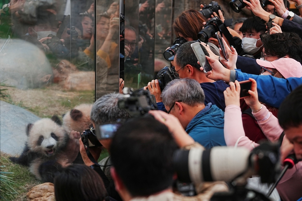 Members of the media taking pictures of panda cubs during a debut ceremony. — Reuters pic