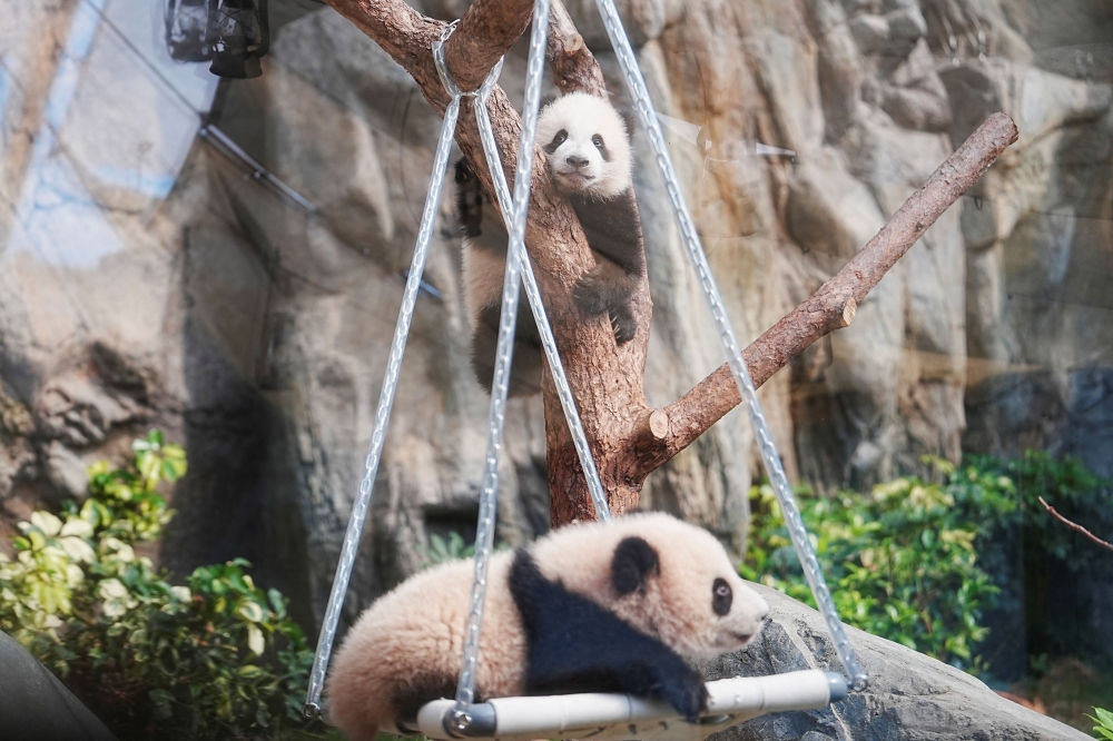 Happy babies. — Reuters pic