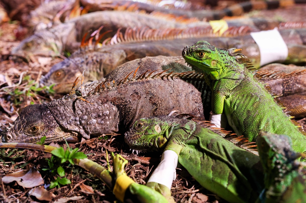 Captured iguanas with their legs bound. — AFP pic