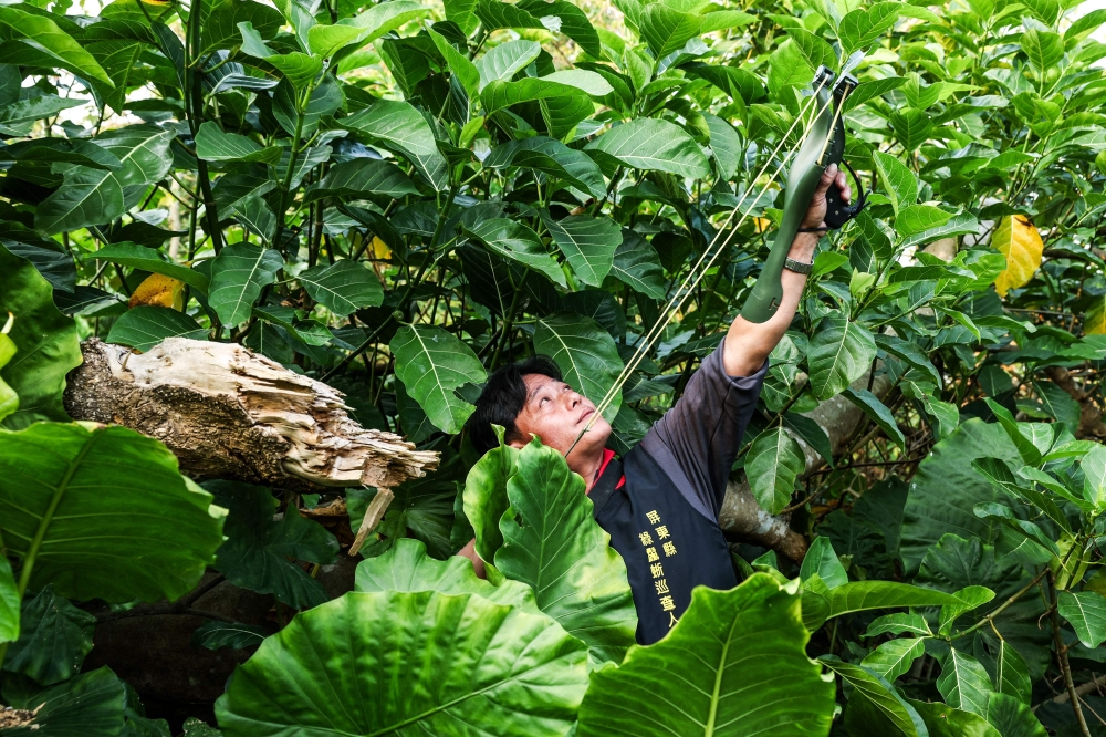 Carrying harpoon slingshots used for spearfishing and wearing rubber boots, the hunters crane their necks as they scan the thick forest for iguanas, which live in the canopy. — AFP pic